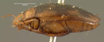 Media type: image;   Entomology 6014 Aspect: habitus lateral view